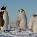 Mida need pingviinid teevad? Sirvi fotosid ja aita nii teadlasi kui ka pingviine!
