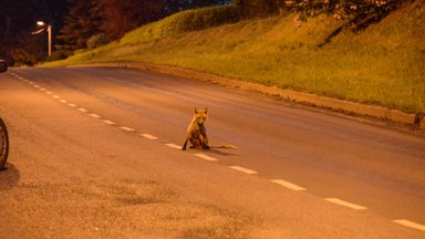 Las loodus teeb oma töö? Keskkonnaamet iga vigastatud looma või lindu päästma ei tõtta 