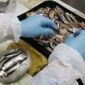 Läätsa kalatööstus sihib Jaapani turgu