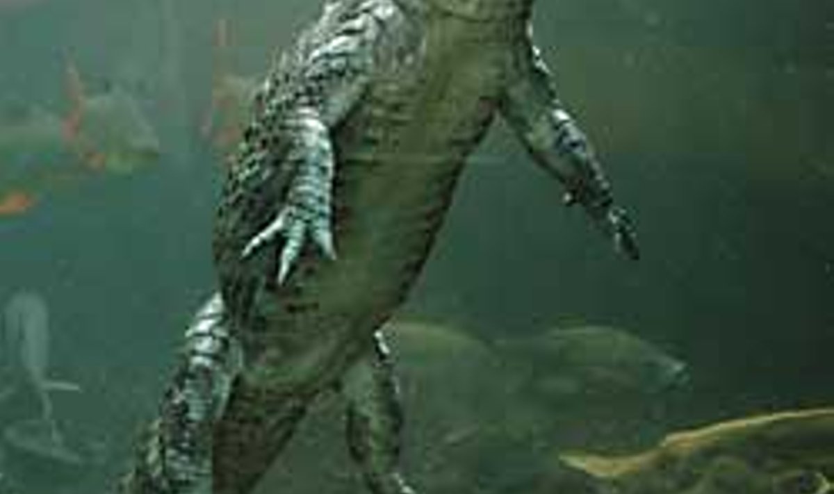 VEES MULISTAJAD: Krokodillid ja alligaatorid tahavad vett. Kui väike hiina alligaator jagab basseini kaladega (kellest ta mõne vanema ja haigema vahel ka nahka pistab!), siis suurel krokodillil on ujumiseks eraldi koht. Tema puuri nurgas "'sajab"' ka aeg-ajalt vihma - troopiliselt soe ja niiske kliima on krokodillile eriti mokkamööda. Mõne eluka puhul tuleb tingimuste loomisega kurja vaeva näha. Sellised on näiteks merekalad, kellele on eluliselt tähtis vee õige soolasus, temperatuur ja puhtus. Ka toit võib saada looma puhul ülitähtsaks tingimuseks: näiteks pandad tahavad ainult bambust.