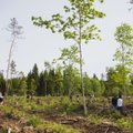 Metsakaitsjad pöödumises: hetkel puudub Eesti metsamajanduses tasakaal, raiemahte tuleb vähendada