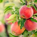 Kas tead, milline osa õunast on kõige tervislikum?