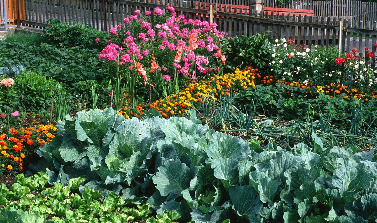 Kasutage aias viljavaheldust ning valige sobivad seltsilistaimed.