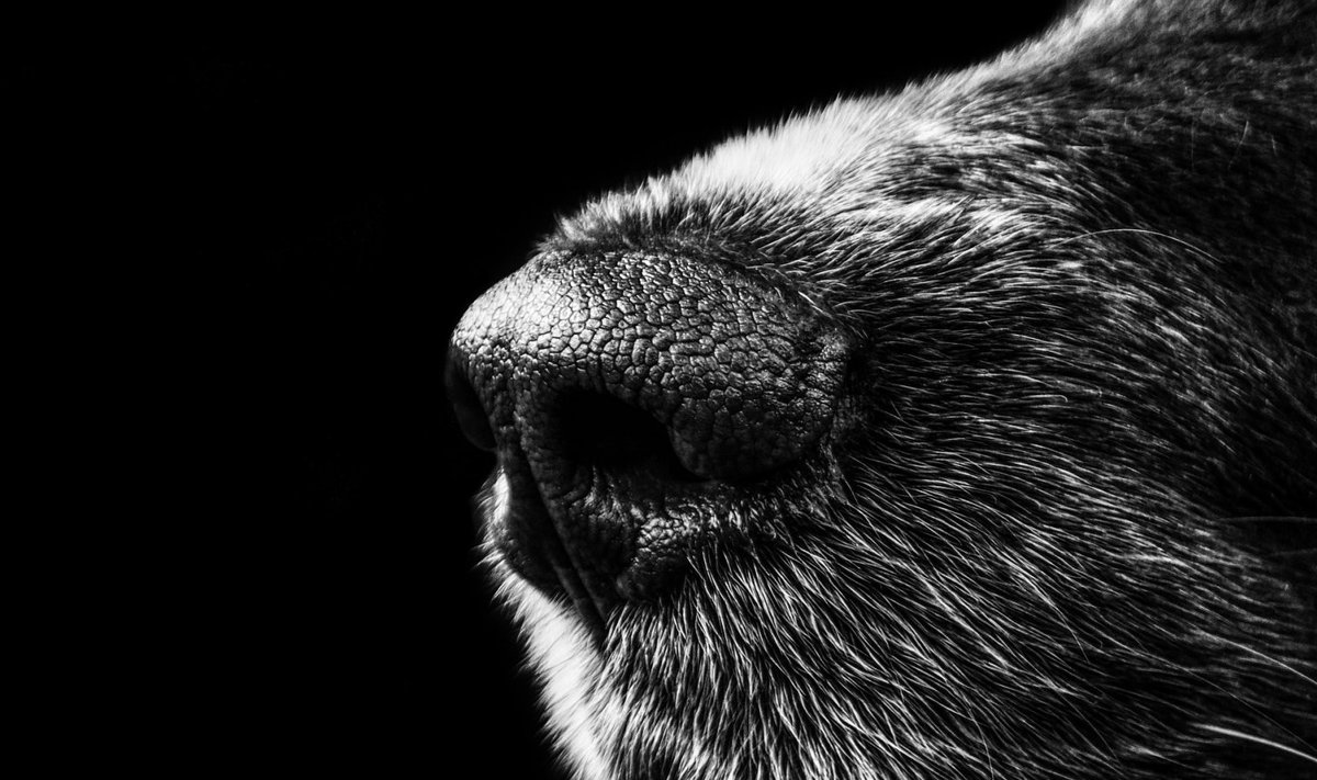 Illustreeriva tähendusega pilt koera koonust (Foto: Pixabay / Alexander Stein)