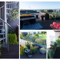 ФОТО И ВИДЕО | В Ласнамяэ открылась фотовыставка по итогам конкурса ”Зеленый балкон” района