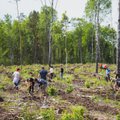 В государственном лесу будет посажен 21 миллион растений