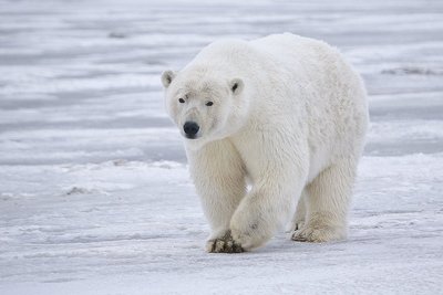 Alaska jääkaru.