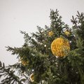 Проделки Гринча? В Ахтме с Рождественской елки украли украшения
