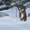 Eestlaste südamed võitnud Pärnumaa orav sattus rahvusvahelisse meediasse!