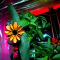 В космосе на МКС расцвел первый в истории цветок