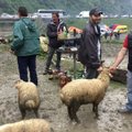 REISIKIRI | Kuidas tuhanded grusiinid veganite kiuste mägedes lambaid ohverdavad