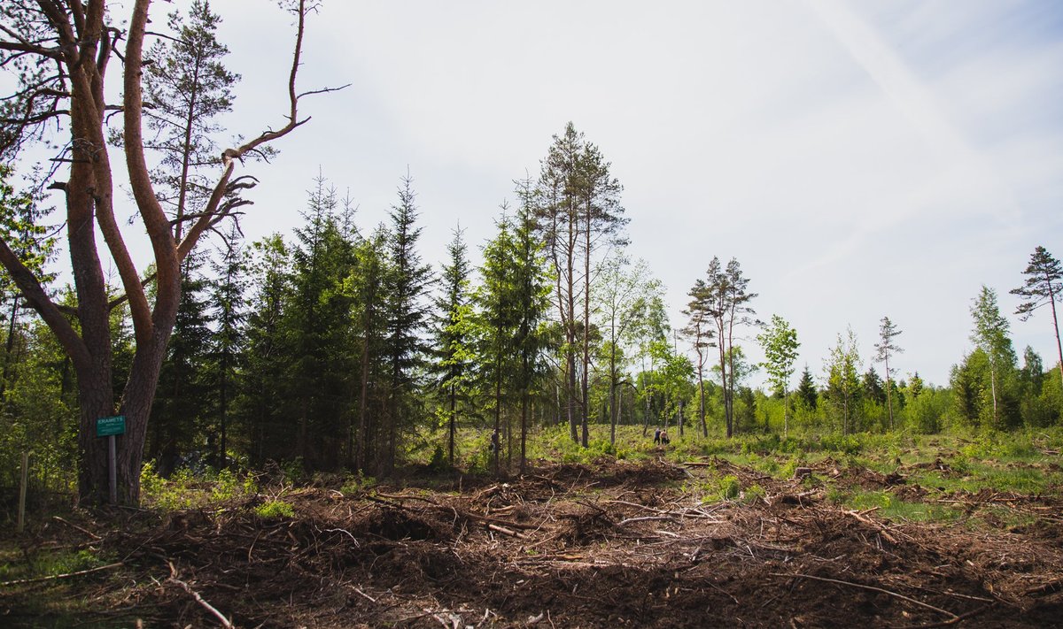 Metsa raiumist ei tohi segi ajada metsa raadamise või lagastamisega.