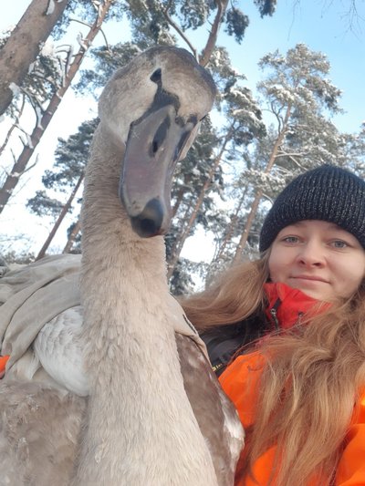 Kinni püütud luik koos vabatahtliku Meriliniga