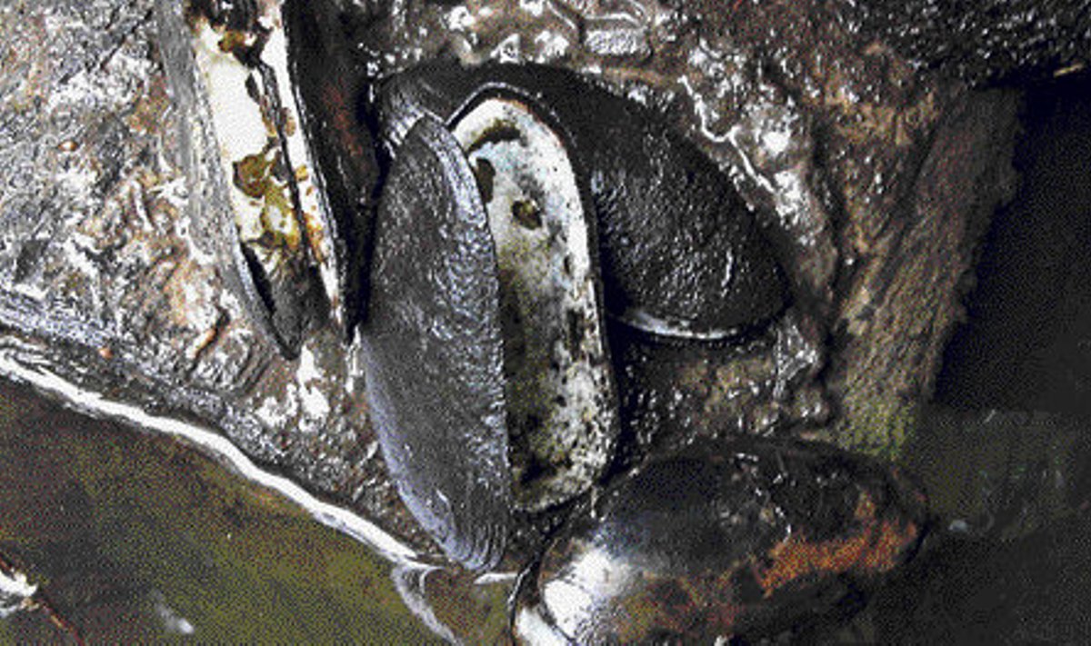Ebapärlikarpide viimase kodujõe kaldad on kohati kaetud hukkunud karpide kodadega.