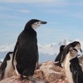 Vaade ajalukku: Sõda ja maamiinid päästsid pingviinid välja suremast