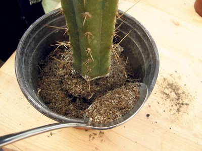 Poti suurus sõltub pigem juurestiku kui kaktuse maapealse osa suurusest.