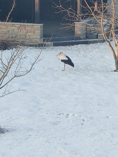 Rändest maha jäänud kurg