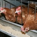 Uuring: Ligi 70% eestlastest ei poolda kanade pidamist traatpuurides