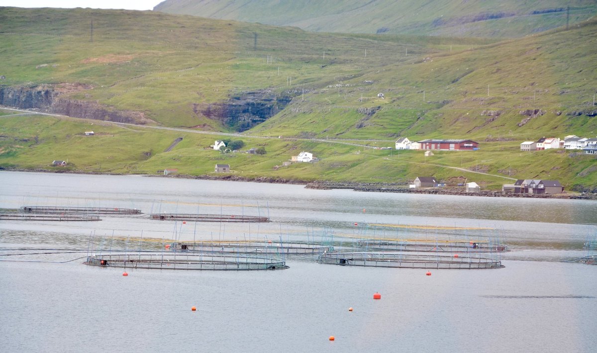 Meres paiknevates sumpades kasvatatakse kala ka Fääri saartel. Foto on illustratiivne.