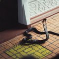 ВИДЕО | Ужас наяву: в унитазе поселилась кобра и никак не хотела смываться