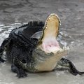 Alligaator õpetab uute hammaste kasvatamist