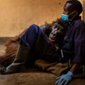 Ääretult kurb foto: orvust gorilla suri eluaegse sõbra käte vahel