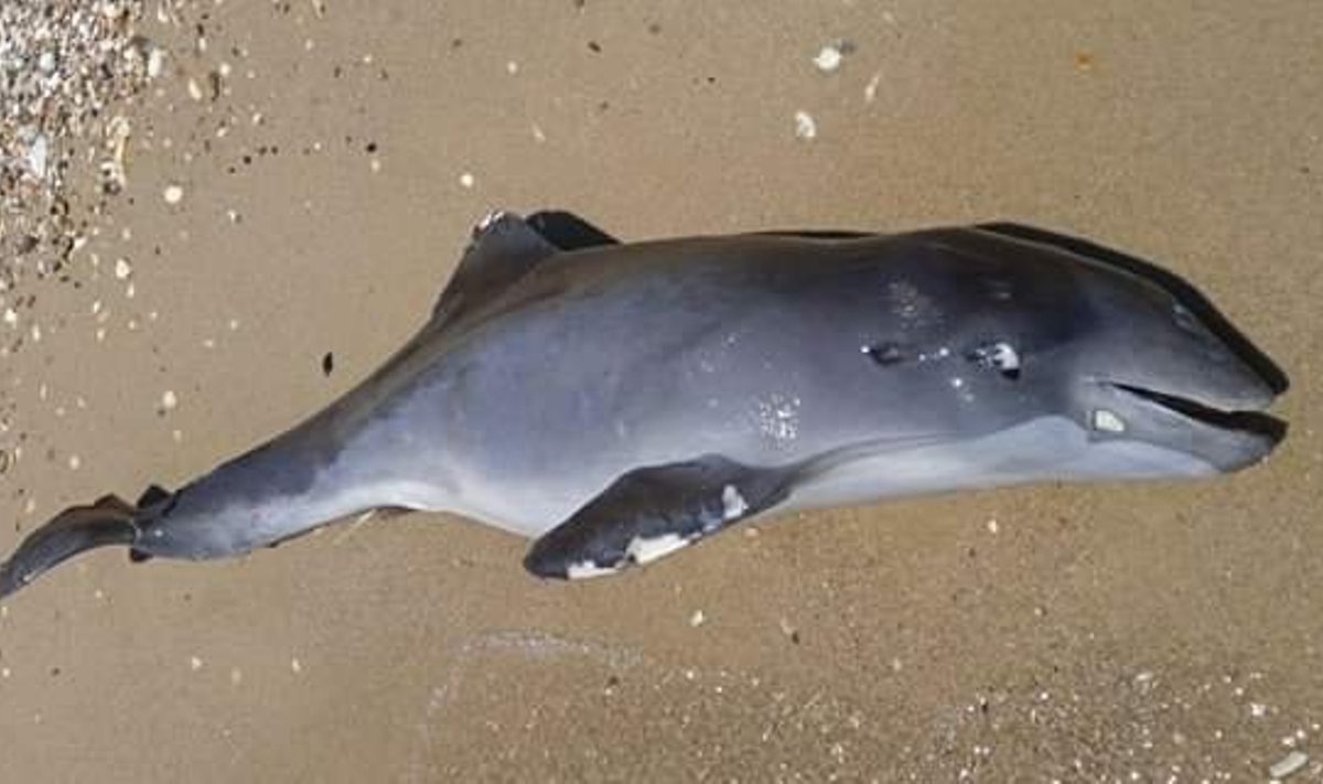 Surnud Musta mere delfiinid