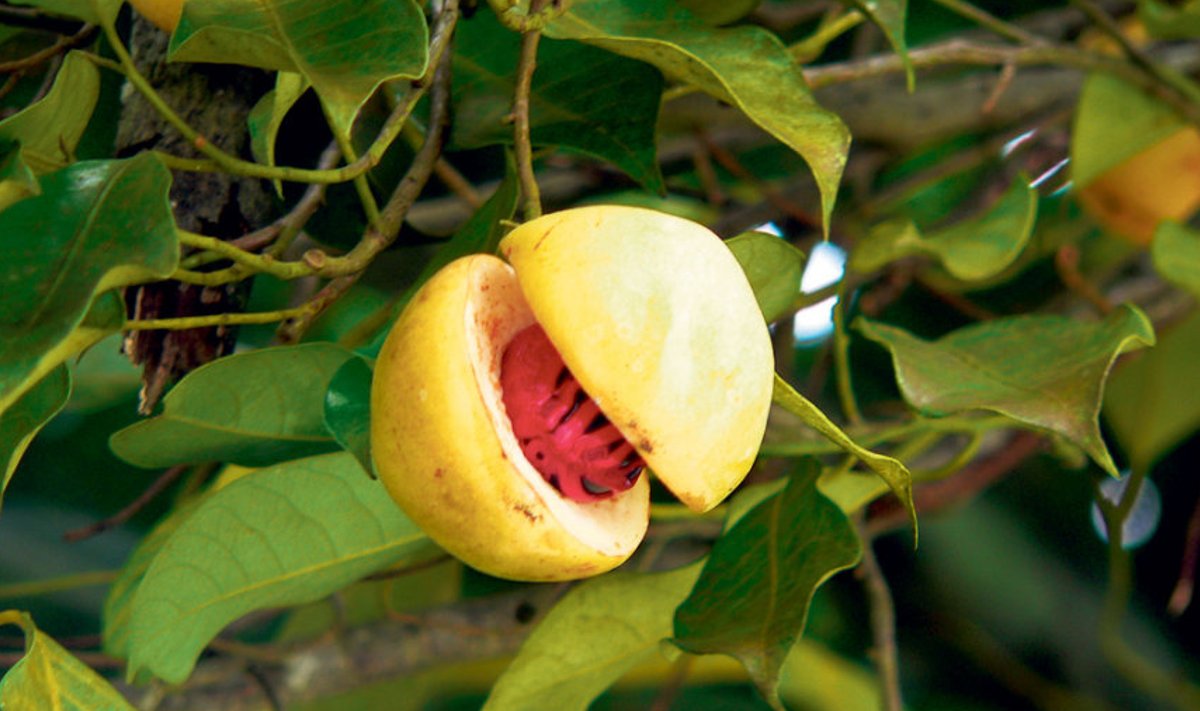 Muskaadipuu vili meenutab aprikoosi või ploomi.