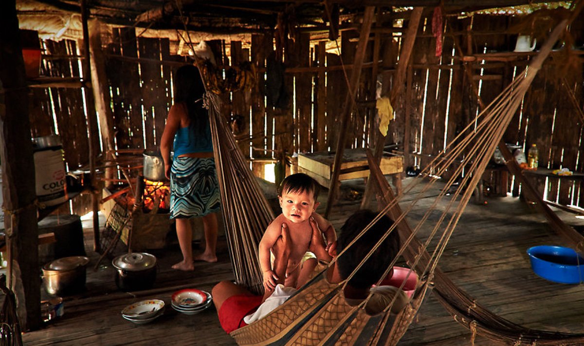 Matsé majapidamine: Seinad on isegi üleliigsed – takistavad õhu liikumist ja enamasti Amazonases neid ei ehitatagi, on vaid põrand ja palmilehtedest katus. 