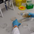 FOTOD | Sellised näevad välja terviseameti nakkushaiguste laboris tehtud Kuressaare kraanivee analüüsid