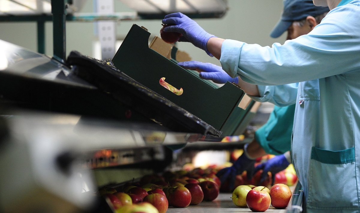 Employees sort aa RAJPOJ töötajad Poolas Grojeci lähendal õunu pakendamas. nd pack apples at RAJPOJ company, near Grojec