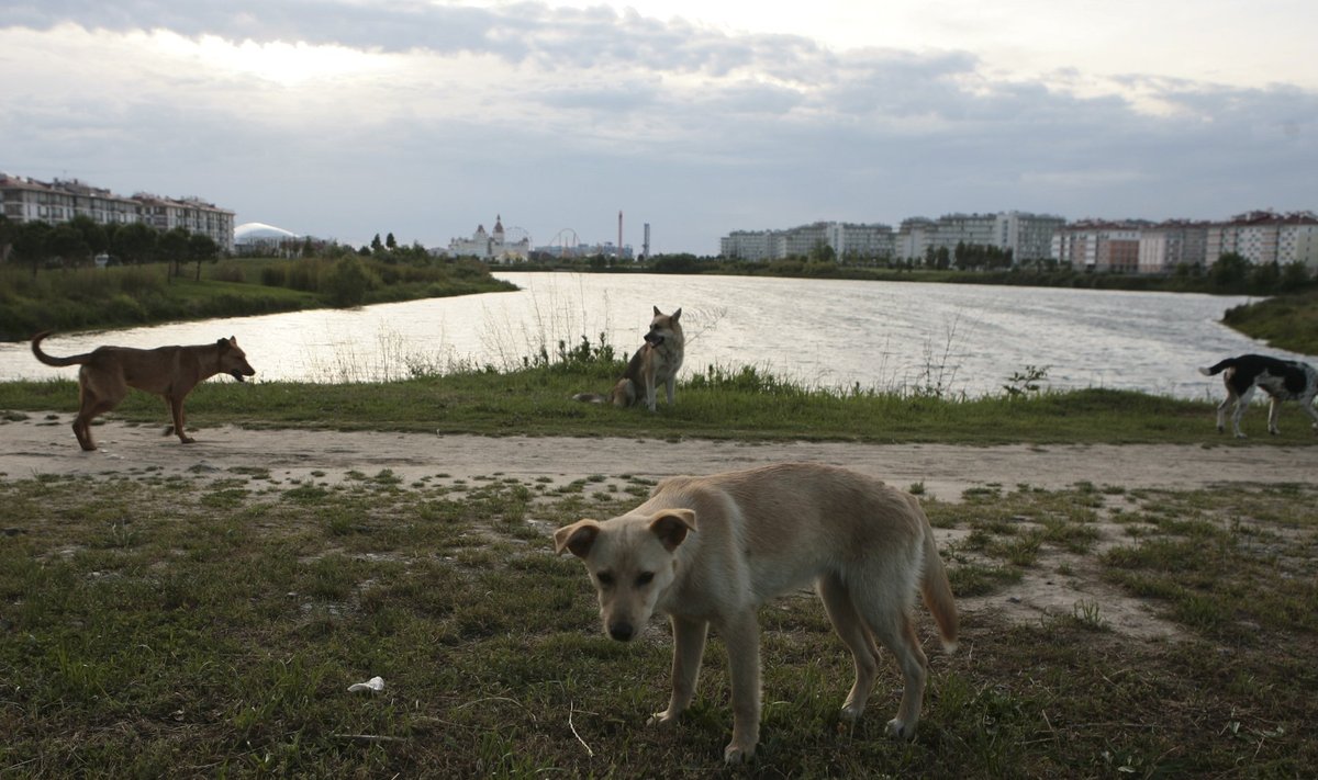 Stray dogs are seen at a park, with the Fisht Stadium seen in the background, in Sochi