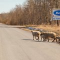 Omapäi hulkuvad lambad tülitavad Saaremaal autojuhte ja rüüstavad naabrite aedasid