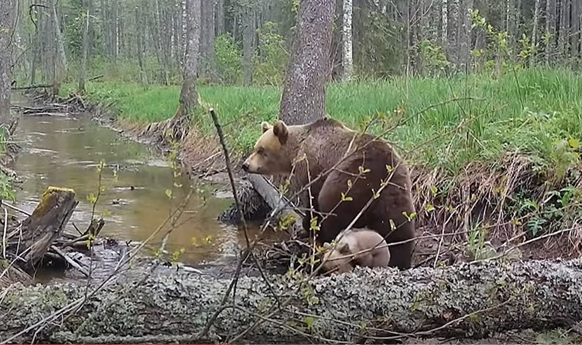 Alutaguse metsa oja äärde üles seatud rajakaamera silma ette jäid kolm karupoega koos emaga