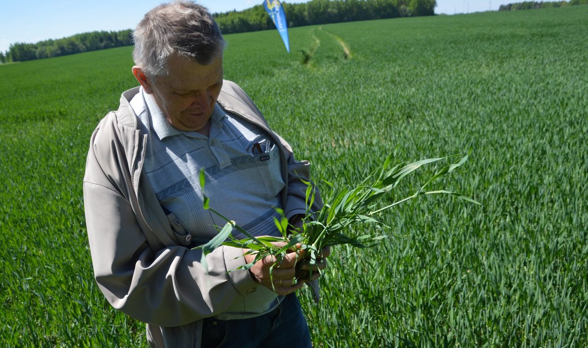 Sänna Põllumehe OÜ põlluseminaril luges Mart Timmi taliodra põllul võrseid – ühest seemnest on kasvanud ligikaudu 20 võrset.