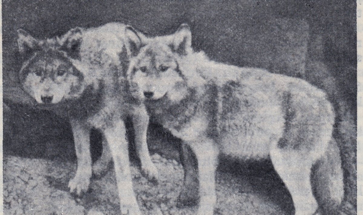 Hundid 1934. aasta Eesti Entsüklopeedias