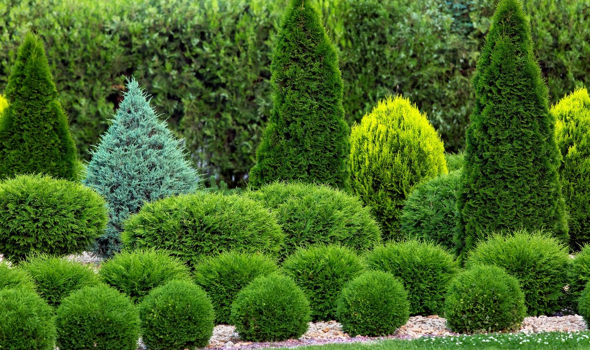 Kaunilt kujundatud okaspuud nõuavad aednikult sagedast kääride kasutamist.