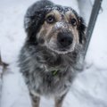 Poolas päästis koer kaduma läinud pisitüdruku elu