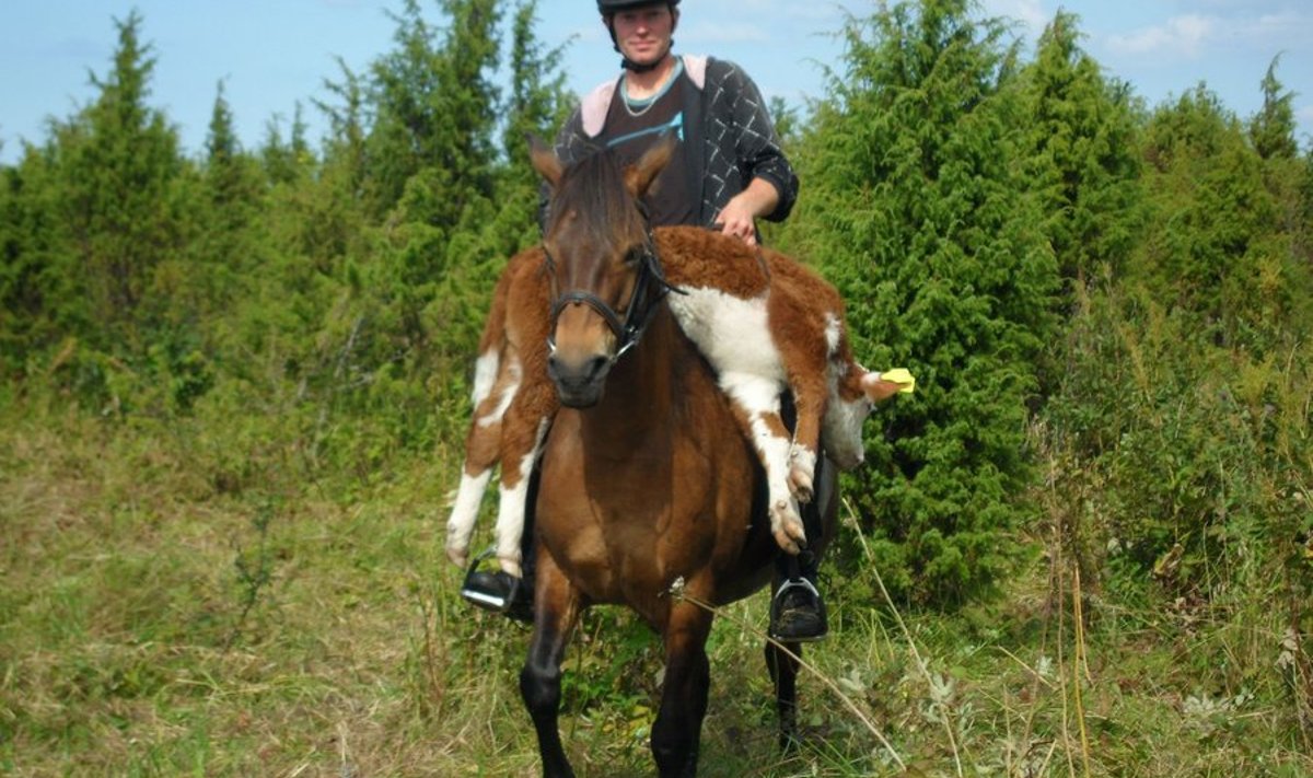 Vasika transportimine hobuse turjal on pigem erand kui reegel, aga vajadusel saab Reedik Kivisoo sellega kenasti hakkama. 