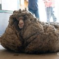 HÄMMASTAVAD FOTOD | Lammas kaotas pügamisega 35 kilo