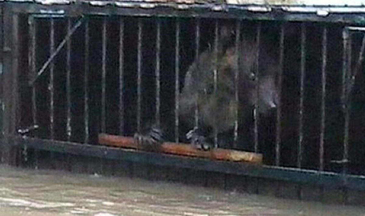 Tulvavetest räsitud loomapargis on paljud loomad puurides kinni