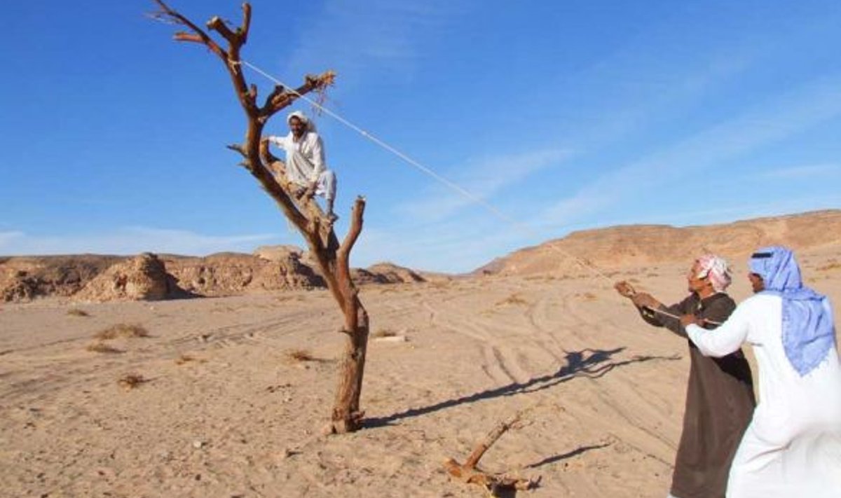 ELKERI ORG, JAANUAR 2010: Kunagi olid orupõhjad elusaid puid täis. Kuivuse tõttu hingitsevad neist vaid üksikud. Niipea kui puu enam elumärki ei ilmuta, läheb ta lõkkematerjaliks. Elusat puud beduiinid ei langeta.