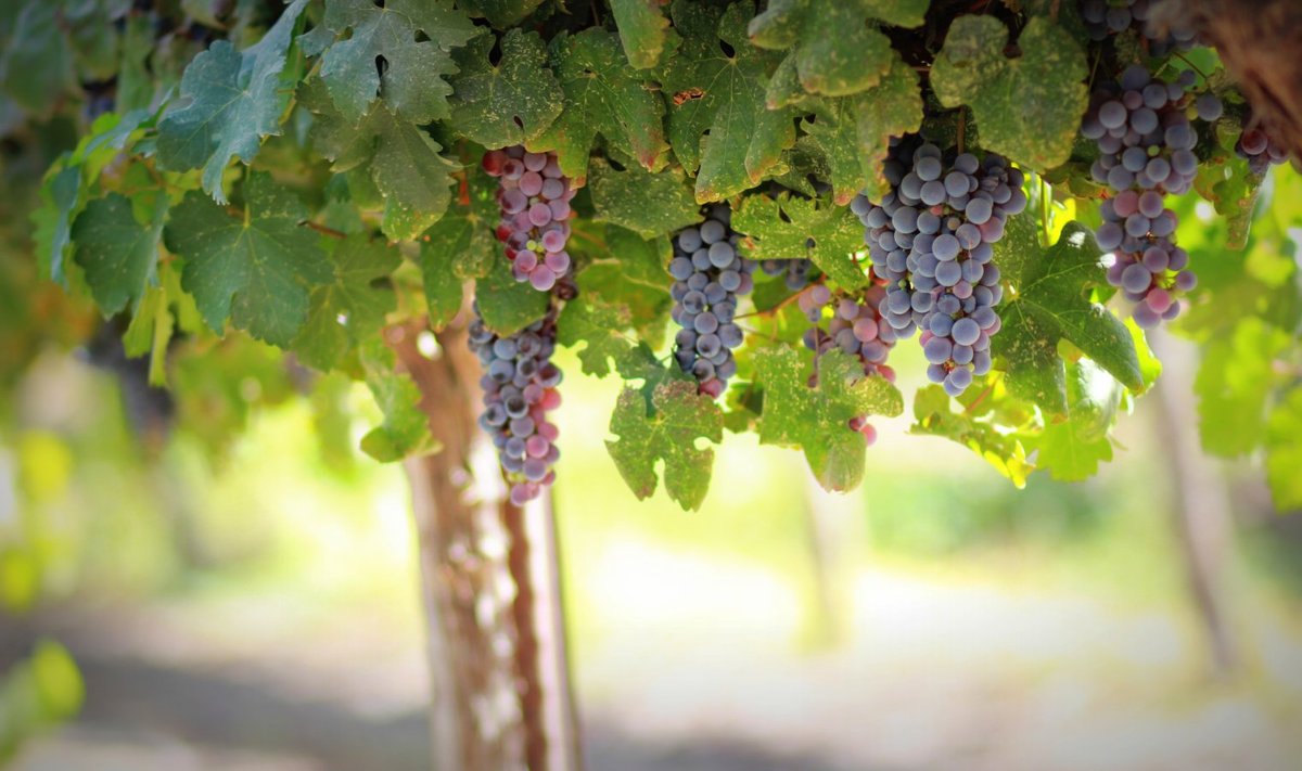 Boori on näiteks punastes viinamarjades.