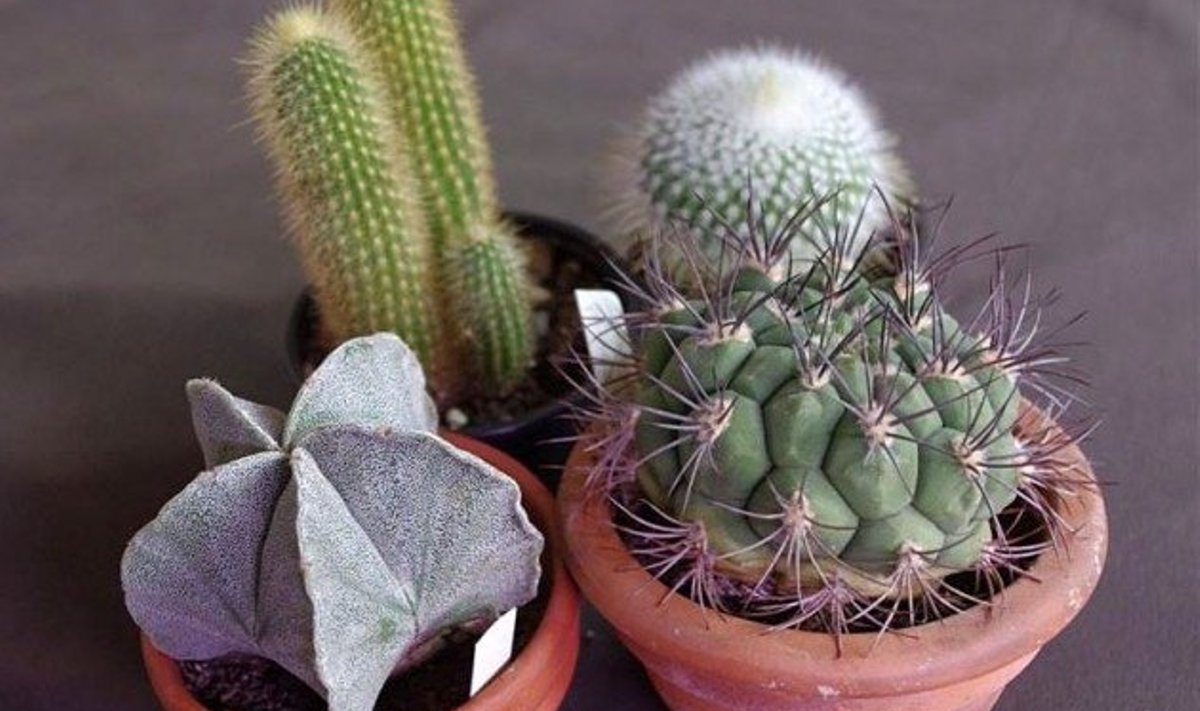 Kaktused