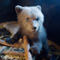 ARVAMUS | Suurkiskjate vaatleja: jutt sellest, et hunt või karu inimest ei pelga, on täielik vale!