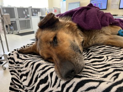 Koer kliinikus eutaneerimisel