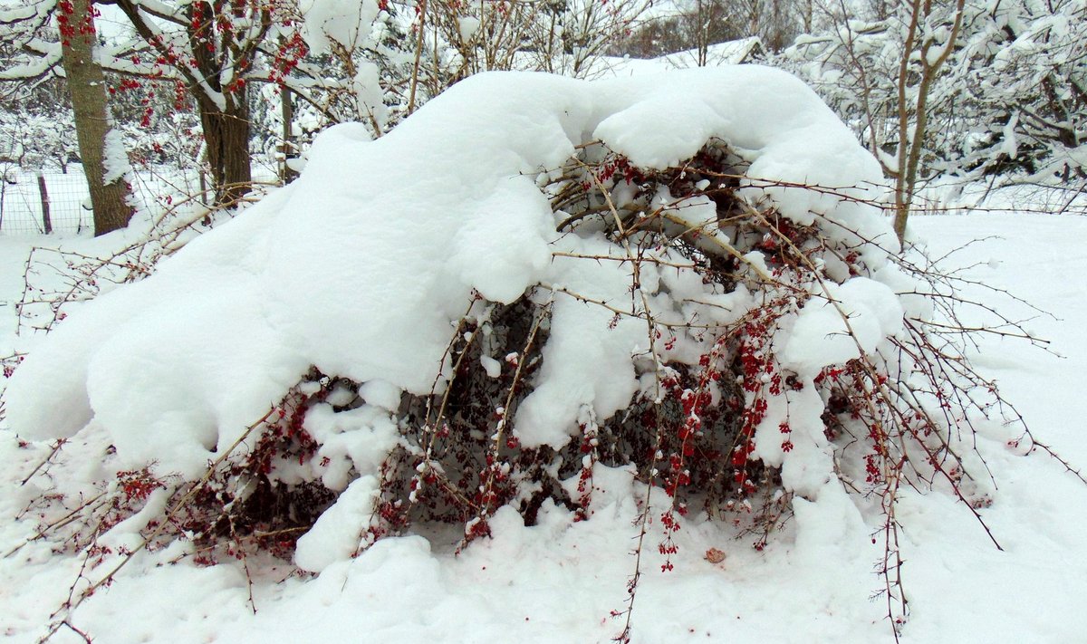 Lume alla mattunud kukerpuu küljes olevad marjadki kõlbasid näljastele lindudele söögiks.