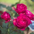 Roosikasvataja annab nõu, kuidas valida ja istutada paljasjuurseid roose
