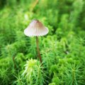Galerii | Maalehe fotokonkursi „Näe, ma pildistasin seent!“ pilkupüüdvad seened