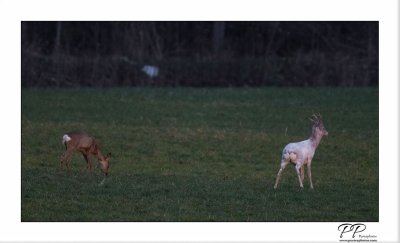 Sokk sõbrannaga.